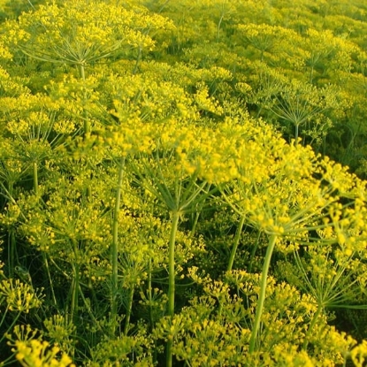 Picture of Dill Dukat